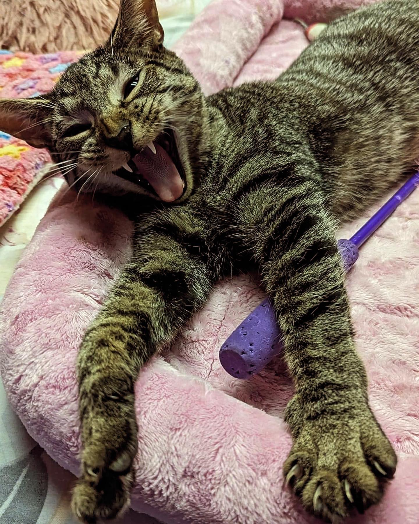 Sam is screaming because he doesn’t know why him or his brother Frodo haven’t gotten any applications! 